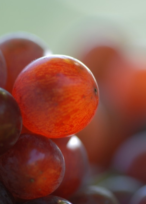 Traminerbeeren 3
